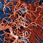 The Fight Against Ebola May Have An Ally in Data Science, Experts Believe