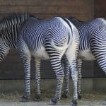 zebras-424436_1280