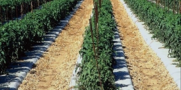 BioConsortia Comes Out of Stealth Mode