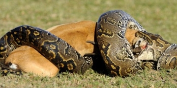 Python Displacing R in Data Science