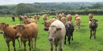 Big Data is Making America’s Food Safer