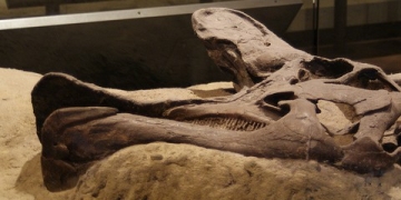 Using Big Data in the Fight Against Extinction