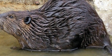 Streams of Data Helping to Analyze Developments in the Grand River