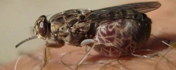 Data Science Vs. The Tsetse Fly