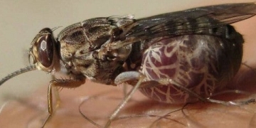 Data Science vs. the Tsetse Fly