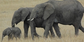 MapR Announce 0 Million Funding to Heat Up Hadoop Market