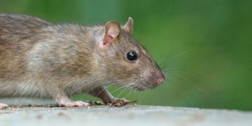 How big data is being used to solve Chicago’s rat problem