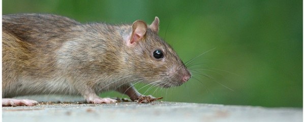 How Big Data Is Being Used To Solve Chicago's Rat Problem - Dataconomy