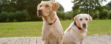 Uk’s Labrador Retrievers In Limelight As Measures To Reveal Genetic Roots Of Diseases Get Underway