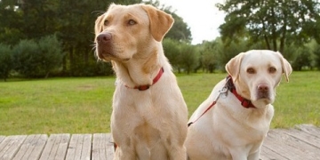 UK’s Labrador Retrievers in Limelight as Measures to Reveal Genetic Roots of Diseases get Underway