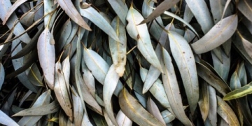 HP Acquires Eucalyptus Systems to Gain Stonger Foothold in Cloud Computing