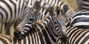 Meet ZEBRA- The Continuous Authentication Bracelet to Bolster Personal Security