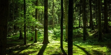 Global Forest Watch Taps Big Data to Prevent Deforestation – Setting Precedent for Climate Change Reversal Initiatives