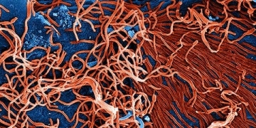 The Fight Against Ebola May Have An Ally in Data Science, Believe Experts