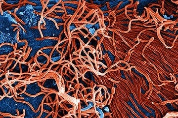 The Fight Against Ebola May Have An Ally In Data Science, Believe Experts