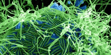 Big Data May Prove Crucial in the Fight Against Ebola