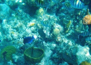 Marine Scientists at Oregon State University Will Harness Big Data to Catalogue Data on Sea Life