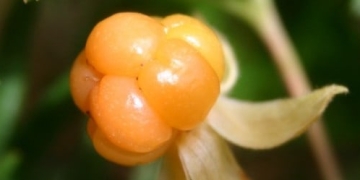 CloudBerry Lab Teams Up with Autotask to Integrate Cloud Backup Solutions