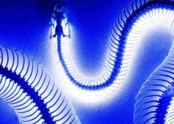 Python Packages For Data Mining