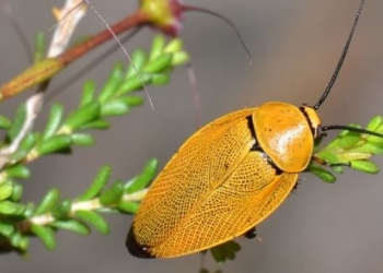 Meet Apache Samza – LinkedIn’s Stream Processing Framework