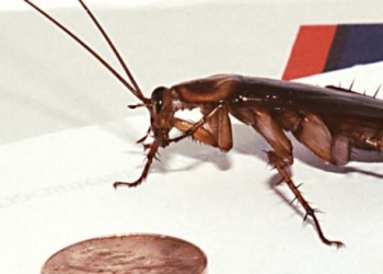 Apache Samza Levels Up to a Top-Level Project; Witnesses Large Scale Adoption