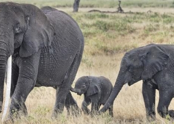 Criteo’s Prediction on Hadoop: How and Why it Came About