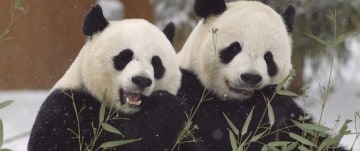 14 Best Python Pandas Features