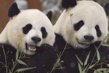 14 Best Python Pandas Features