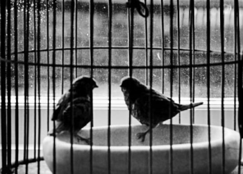 Twitter Pulls Plug on Data Feed Sharing; Third Party Resellers Lose Access to Firehose