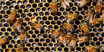 Understanding Dimensionality Reduction and its Applications