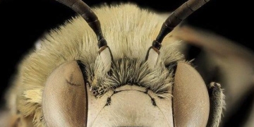 Cockroaches, Bees, Crickets and Big Data may just save lives