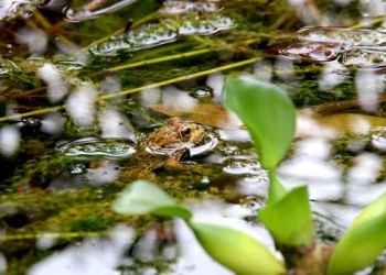 The Data Lake: A Reservoir or a Swamp? It Depends on Your Approach