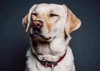 From Shelter to Forever Home, Big Data Helps Pets