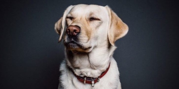 From Shelter to Forever Home, Big Data Helps Pets