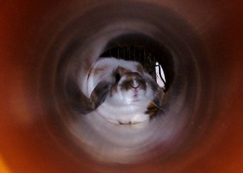 The White Rabbit, Cheshire Cat and Your Analytics Wonderland: How Data Curation Reminds Me of a Familiar Childhood Journey