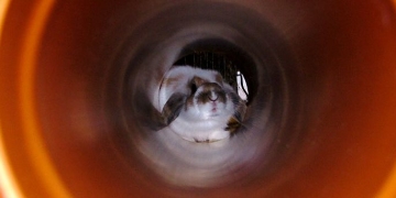 The White Rabbit, Cheshire Cat and Your Analytics Wonderland: How Data Curation Reminds Me of a Familiar Childhood Journey