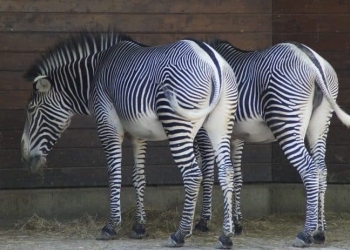 Data Science vs. Data Analytics – Why Does It Matter?