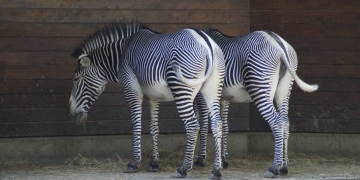 Data Science vs. Data Analytics – Why Does It Matter?