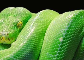 Frequency Distribution Analysis using Python Data Stack – Part 1