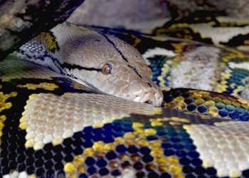 Frequency Distribution Analysis using Python Data Stack – Part 2