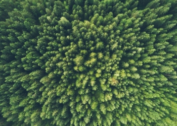 How ensembles can reduce machine learning’s carbon footprint