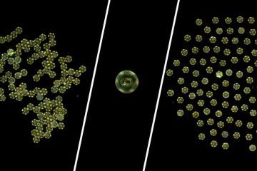 A Team Of Researchers Developed Microrobot Collectives That Are Able To Move In Any Pattern. The Tiny Particles Are Capable Of Swiftly And Effectively Changing Their Swarm Behavior.