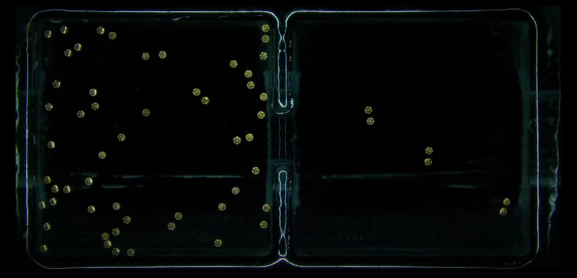 A team of researchers developed microrobot collectives that are able to move in any pattern. The tiny particles are capable of swiftly and effectively changing their swarm behavior.