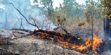 A new ML model improves wildfire forecasts