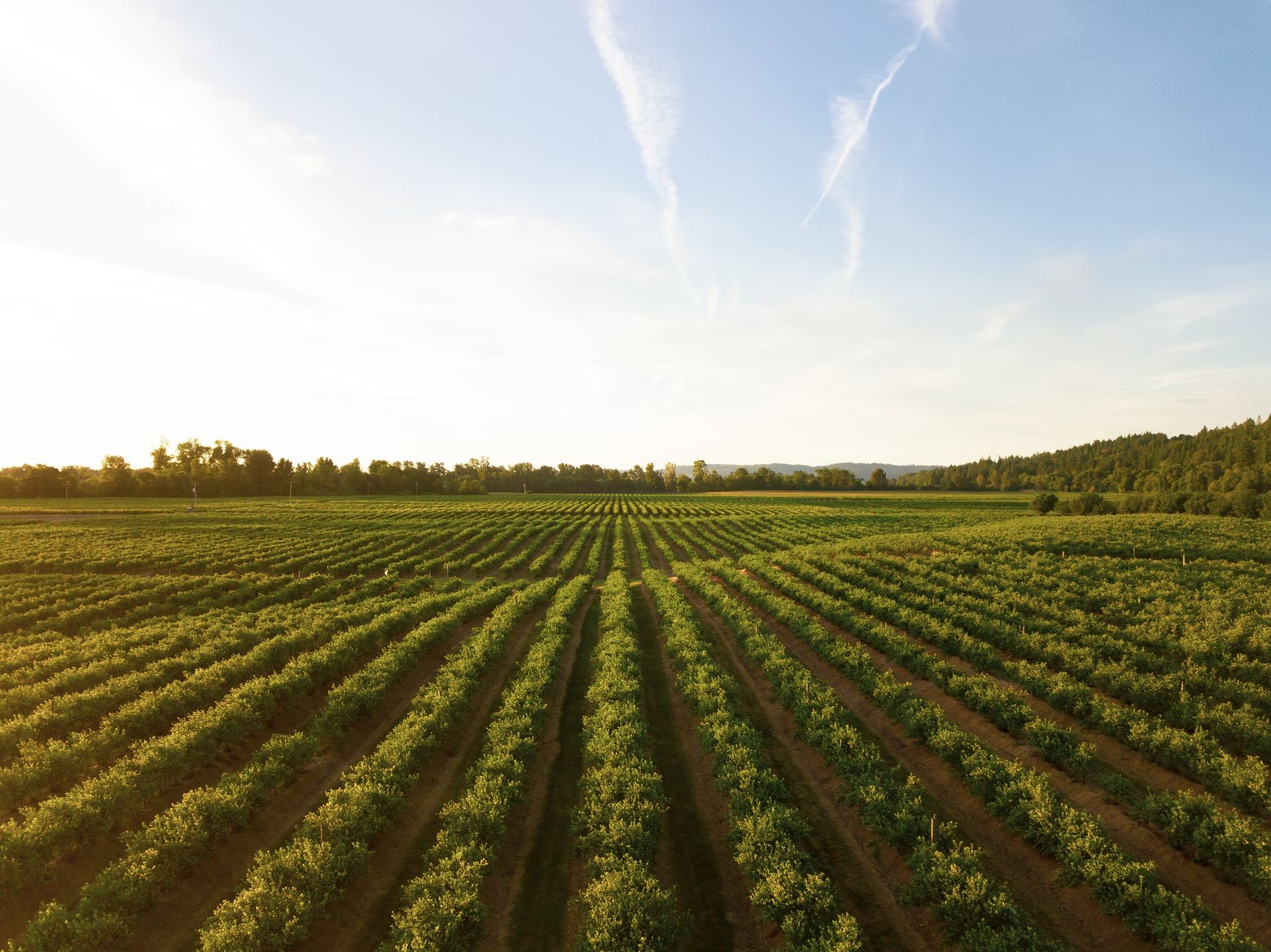 AI in agriculture aids in the detection of pests, plant diseases, and undernutrition in farms.