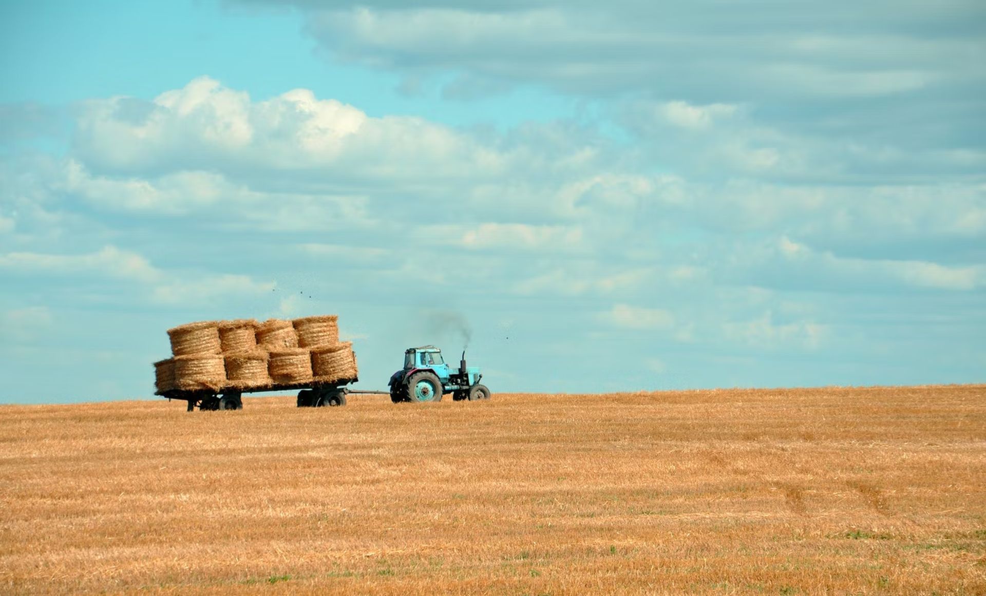 AI in agriculture aids in the detection of pests, plant diseases, and undernutrition in farms.