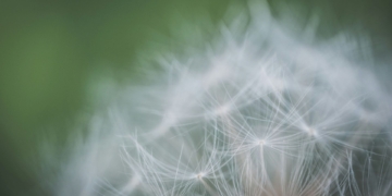 Got pollen allergies? Pixel Weather app is your new saviour