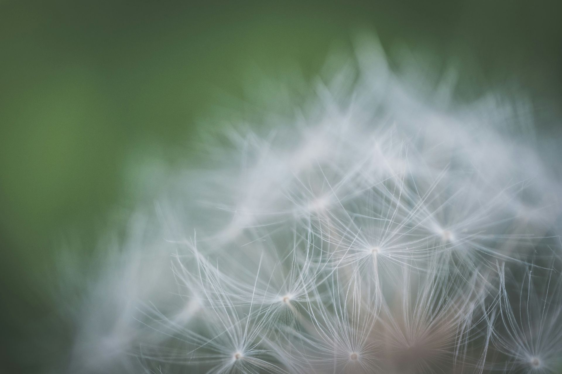 Vous êtes allergique au pollen ? L’application Pixel Weather est votre nouveau sauveur