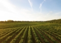 Agmatix and BASF partner to develop AI-powered soybean pest detection tool Agmatix and BASF partner to develop AI-powered soybean pest detection tool