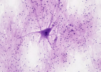 Why your brain might be the next blueprint for smarter AI